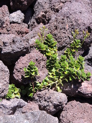 Veronica hookeriana
