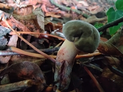 Xerocomellus pruinatus