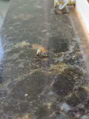 Nusalala tessellata