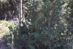 Juniperus scopulorum