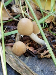 Psathyrella