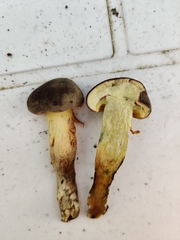 Xerocomellus pruinatus