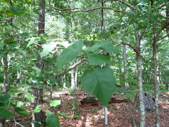 Crataegus phaenopyrum