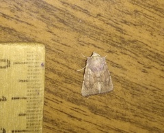 Photedes fluxa