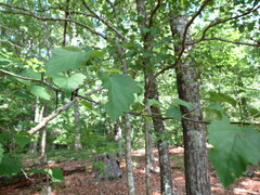 Crataegus phaenopyrum