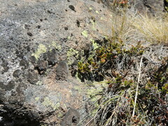 Gaultheria colensoi