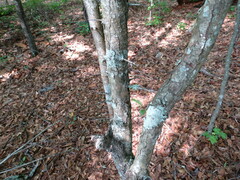Crataegus phaenopyrum