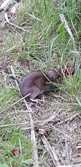 Rattus norvegicus