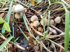 Psathyrella