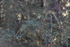 Juniperus scopulorum