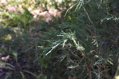Juniperus scopulorum