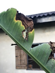 Graphium angolanus baronis