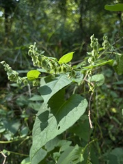 Fallopia