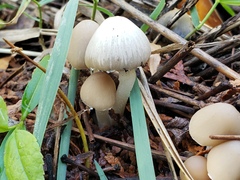 Psathyrella