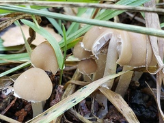 Psathyrella