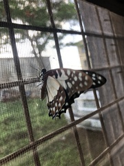 Graphium angolanus baronis