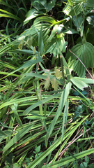Chasmanthium latifolium