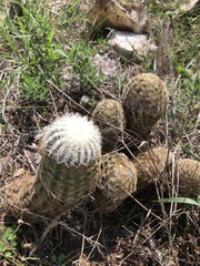 Echinocereus reichenbachii caespitosus
