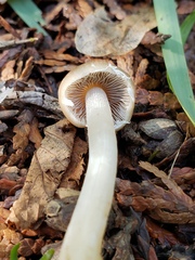Psathyrella