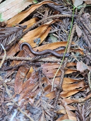 Batrachoseps attenuatus