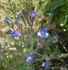 Anchusa azurea