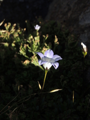 Wahlenbergia albomarginata
