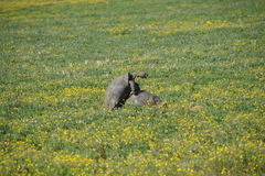 Stigmochelys pardalis