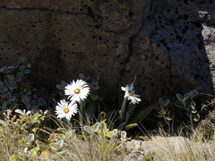 Celmisia spectabilis