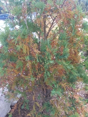 Lyonothamnus floribundus