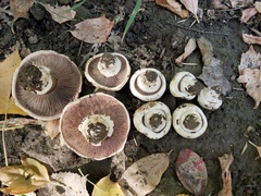 Agaricus bitorquis