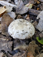 Agaricus bitorquis