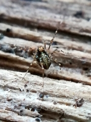 Megabunus diadema