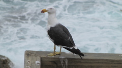 Larus pacificus