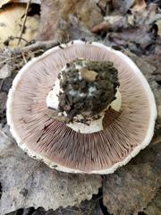 Agaricus bitorquis
