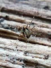 Megabunus diadema