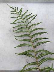 Thelypteris palustris