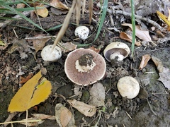 Agaricus bitorquis