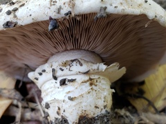 Agaricus bitorquis