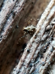 Megabunus diadema