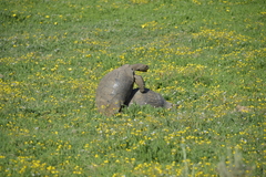 Stigmochelys pardalis