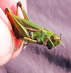Omocestus viridulus