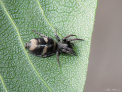Latonigena