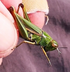 Omocestus viridulus