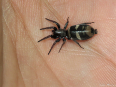 Latonigena