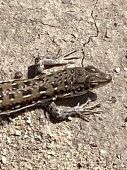 Pedioplanis lineoocellata