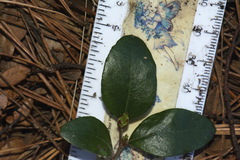 Nothofagus × apiculata