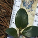Nothofagus × apiculata - Photo 由 Pat Enright 所上傳的 (c) Pat Enright，保留部份權利CC BY-NC