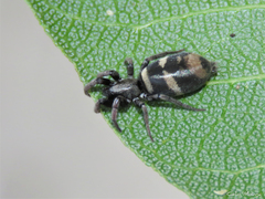 Latonigena