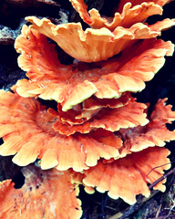 Laetiporus conifericola