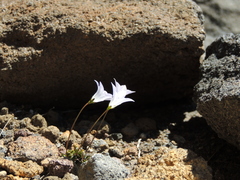 Wahlenbergia albomarginata